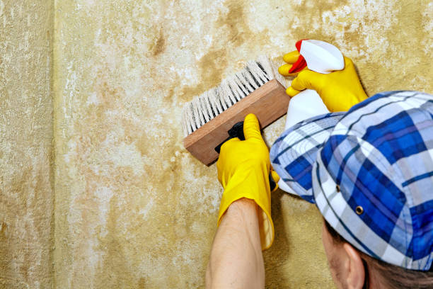 Best Post-Construction Mold Inspection  in Port Jefferson, NY