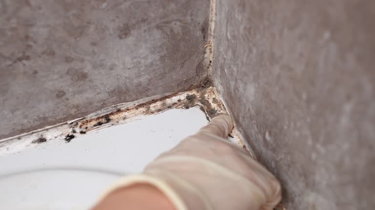 Best Crawl Space Mold Remediation  in Port Jefferson, NY