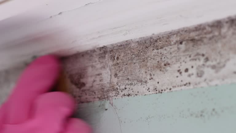 Best Crawl Space Mold Remediation  in Port Jefferson, NY
